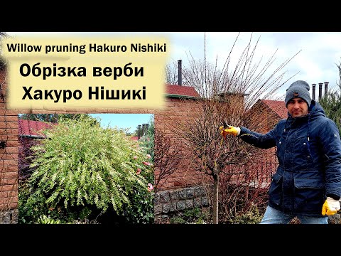 Видео: Обрізка верби Хакуро Нішикі навесні | Willow pruningHakuro Nishiki