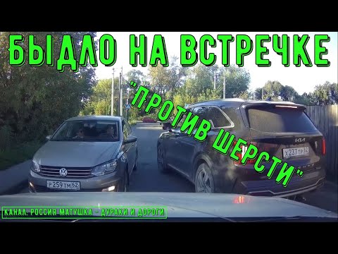 Видео: Быдло на встречке #173! Подборка на видеорегистратор!