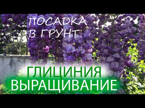 Видео: ГЛИЦИНИЯ | ВЫРАЩИВАНИЕ | ПОСАДКА В ГРУНТ