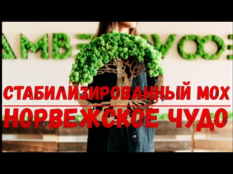 Видео: Стабилизированный мох с Норвегии. Работа со мхом. Живой декор