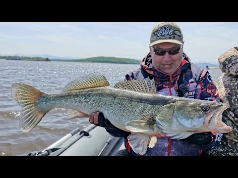 Видео: Амурские судаки атакуют! Сомы душат! Как приз, Желтощек и Ауха! Джерки и щука... Часть II