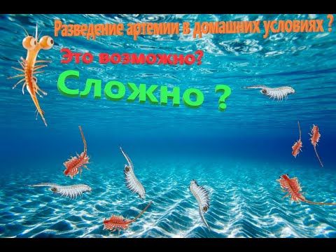 Видео: Разведение артемии в домашних условиях ? Сложно ?