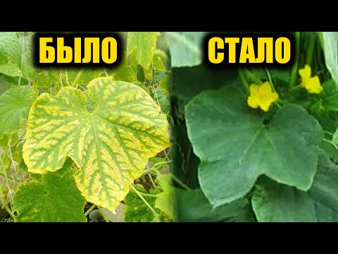 Видео: Желтеют листья ОГУРЦОВ как это остановить навсегда и чтобы сразу начали плодоносить ведрами!