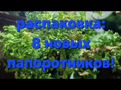 Видео: распаковка растений || новые папоротники для ванной комнаты || адиантумы и другие папоротники