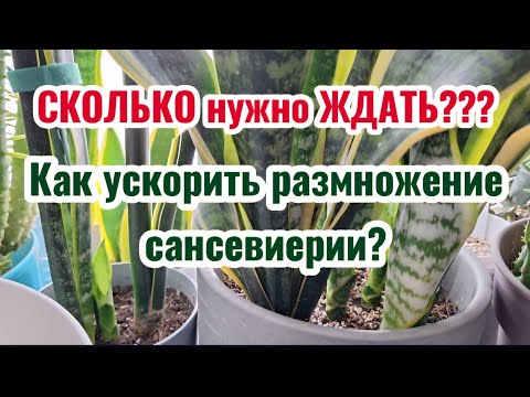 Видео: Сколько по времени ждать деток от САНСЕВИЕРИИ? Про сравнение и ускорение! 30.10.25г.