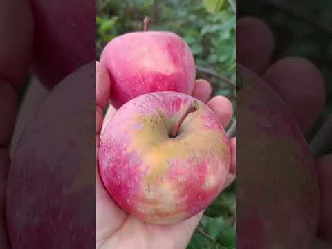 Видео: 🍎ЗИМНИЕ СОРТА ЯБЛОК #яблоня #сад #fruit