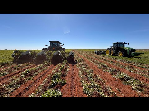 Видео: Последнее поле арахиса