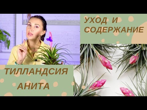 Видео: 🌸ТИЛЛАНДСИЯ АНИТА🌸 /УХОД В ДОМАШНИХ УСЛОВИЯХ /ПРОБЛЕМЫ ВЫРАЩИВАНИЯ#тилландсияанита