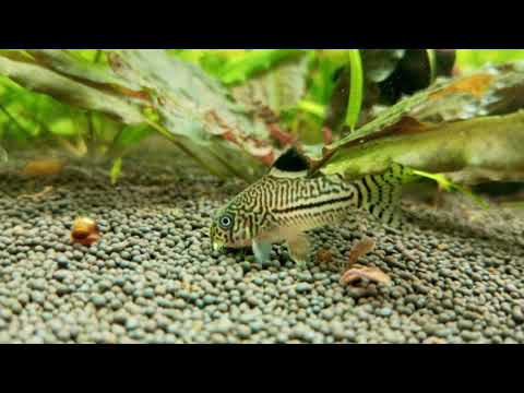 Видео: Мой аквариум 200 литров его развитие за три месяца обзор #nik_72