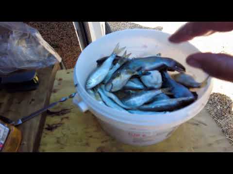 Видео: Рыбалка с женой/Португальские караси