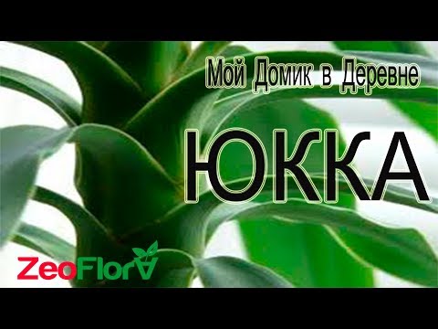 Видео: ЮККА ! Обрезка , черенкование, посадка в капсулу из цеофлоры!