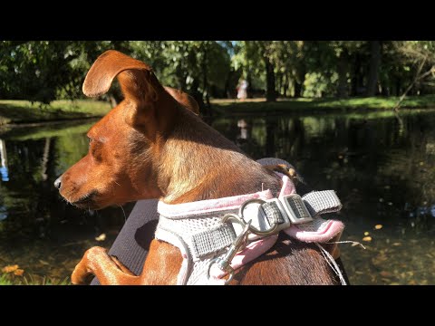 Видео: Моё сегодняшнее утро, десятое сентября двадцать пятого года: прогулка с собачкой, осенний лес