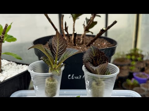 Видео: Черенкование полуфабрикатов крупнолистной гориензии