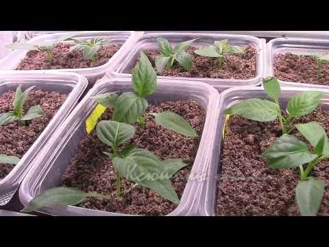 Видео: ПИКИРОВКА ПЕРЦЕВ