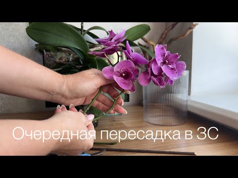 Видео: Phal. Black bear Новое кашпо, закрытая система