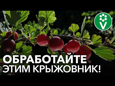 Видео: ПОРА СПАСАТЬ КРЫЖОВНИК от мучнистой росы! 5 безопасных рецептов обработки по ягоде