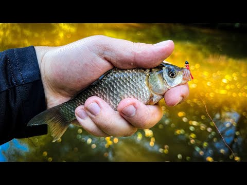 Видео: КАРАСИ В КАЖДОЙ ЯМКЕ / РЫБАЛКА на МОРМЫШКУ и НАНО КОЛЕБАЛКИ