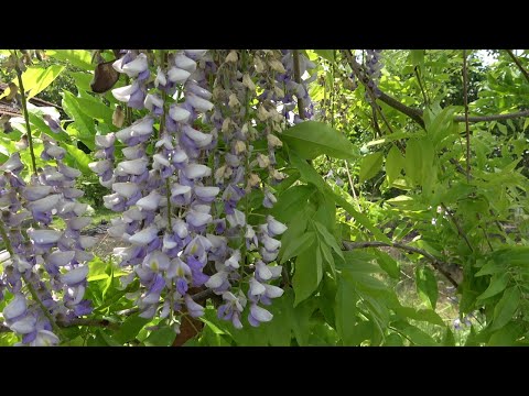 Видео: Епизод 67. Орехът като овощен вид. Отговори на въпроси.