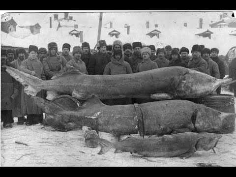 Видео: ТАКОЙ РЫБЫ БОЛЬШЕ НЕ БУДЕТ НИКОГДА