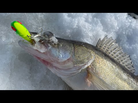 Видео: Плотва и судак. Два дня рыбалки на Горьковском водохранилище.