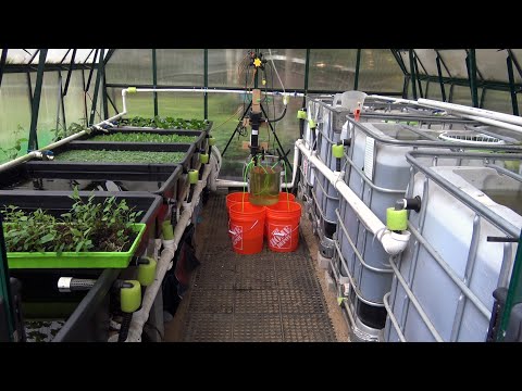 Видео: Вылов рыбы для разведения в теплице с помощью контейнера для образцов Aquarium Co-op