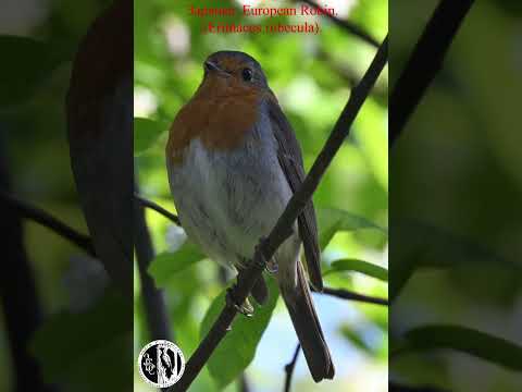 Видео: Зарянка в начале мая. European Robin in early May. (Erithacus rubecula).