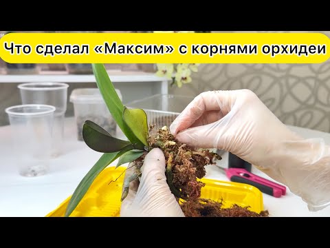 Видео: Что сделал максим с корнями орхидей? Спалил корни орхидеи или спас орхидею
