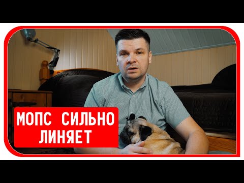 Видео: Мопс сильно линяет, что делать? Как часто вычесывать собаку? #мопслиняет