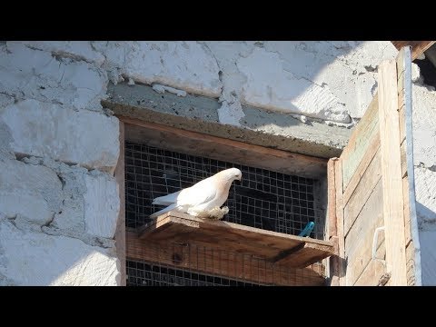 Видео: КАК ПРИУЧИТЬ НОВОГО ГОЛУБЯ ЗА ОДИН ДЕНЬ