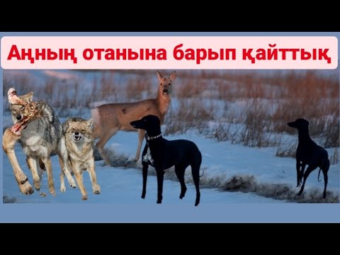 Видео: Жексенбілік демалыста атқа мініп,  тазы жүгіртіп қайттық.