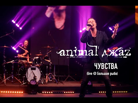 Видео: Animal ДжаZ — Чувства (Live @ Мой музыкальный)