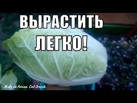 Видео: Самый простой способ вырастить Пекинскую капусту