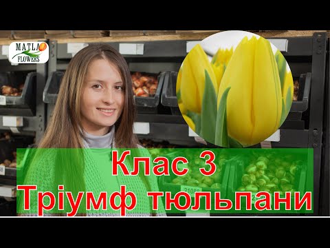 Видео: Тріумф тюльпани Клас 3