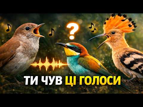 Видео: ПТАХИ України з неймовірними голосами | Цей СПІВ ЧУЮТЬ ЗА КІЛОМЕТРИ