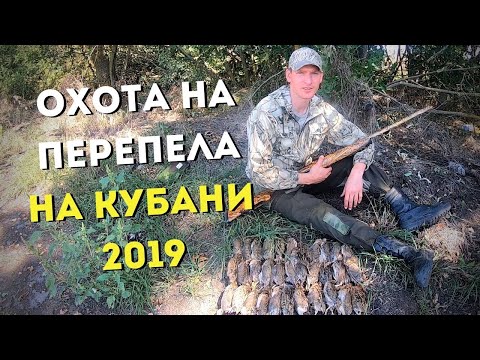 Видео: Как охотиться на перепела на Кубани?\\Советы начинающему охотнику\\Славная Охота