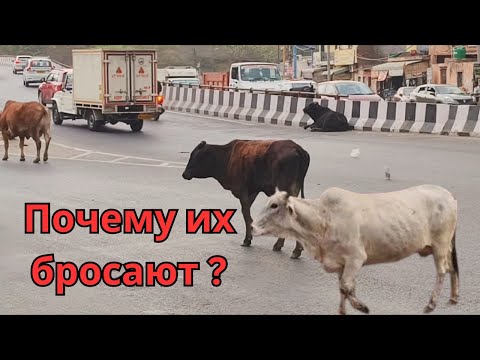 Видео: Где наши хозяева ? Потеряли священность ?