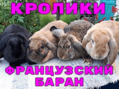 Видео: Кролики породы Французский Баран.