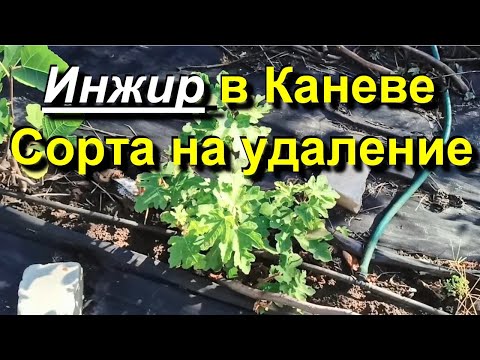 Видео: Инжир в Каневе. Сорта которые испытаний не прошли. 2024 10 14