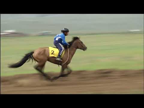 Видео: Скачка для лошадей 3х лет бурятской породы. Высота в холке до 137 см.15000 м. Наадан-Сурхарбаан 2023