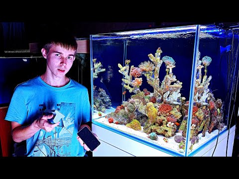 Видео: Это НАСТОЯЩИЙ морской аквариум с клоунами и кораллами дома! Аквариум спустя 1,5 месяца!