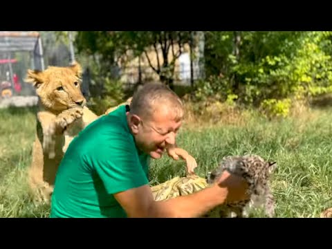 Видео: Как маленький ягуарчик Бусинка ВПЕРВЫЕ ЗНАКОМИЛСЯ с молодым игривым львенком!