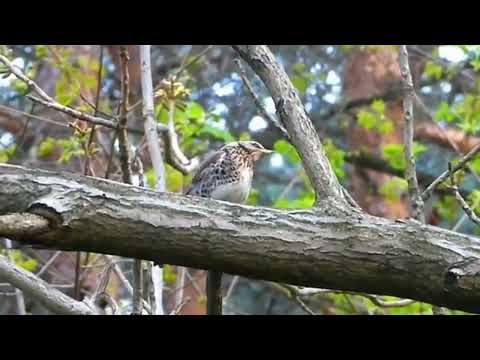 Видео: Наталья Нильская - Я уйду ворожить
