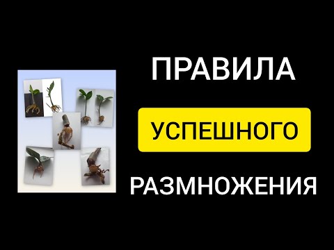 Видео: ОШИБКИ, нюансы, ПРАВИЛА УСПЕШНОГО размножения замиокулькаса 