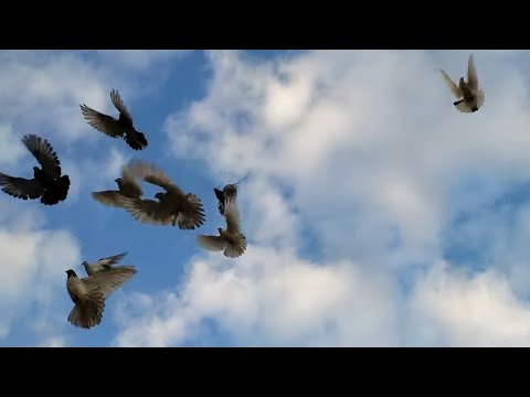 Видео: Валентина Толкунова и Олег Ухналёв - Прощайте, голуби (февраль 2023)