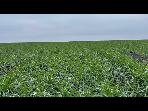 Видео: Опыты 2025.