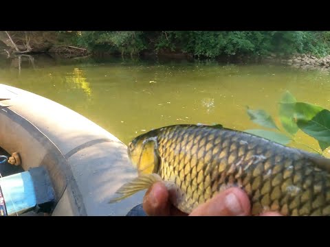 Видео: Река Осъм. Кефали от райския  каньон