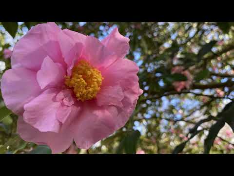 Видео: Vlog 253 - Камелии, полезная и необычная информация о них