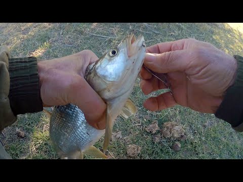 Видео: Река Чу Осень Немного жереха