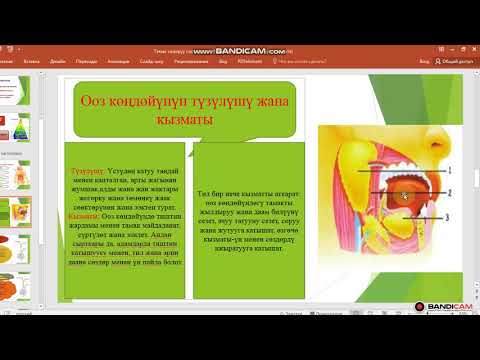 Видео: БатМУ, КТК. Тема: Тамак синирүү системасы (Окутуучу Базарова Н.А.)