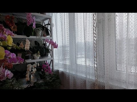 Видео: Обновка НА ОРХИДЕЙНОЙ ЛОДЖИИ/ Цветение орхидей в ДЕКАБРЕ 2024